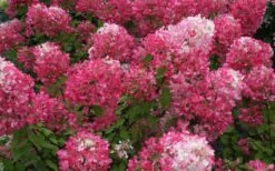 Diamond Rouge Hydrangea - 3 Gallon Pot -Flowers World Shop Hydrangea Diamond Rouge 7