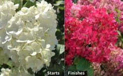 Diamond Rouge Hydrangea - 3 Gallon Pot -Flowers World Shop Hydrangea Diamond Rouge 8