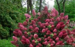 Diamond Rouge Hydrangea - 3 Gallon Pot -Flowers World Shop Hydrangea Diamond Rouge5