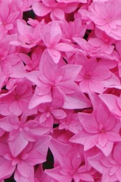 Double Delights Perfection Hydrangea - 2 Gallon Pot -Flowers World Shop Hydrangea Double DEelights Perfection 1