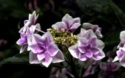 Double Delights Stargazer Hydrangea - 3 Gallon Pot 13 Double Delights Stargazer Hydrangea - 3 Gallon Pot -Flowers World Shop Hydrangea Double Delights Stargazer 5