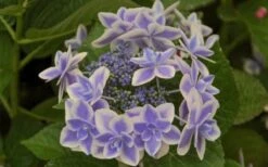 Double Delights Stargazer Hydrangea - 3 Gallon Pot 11 Double Delights Stargazer Hydrangea - 3 Gallon Pot -Flowers World Shop Hydrangea Double Delights Stargazer 6
