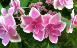 Double Delights Stargazer Hydrangea - 3 Gallon Pot 12 Double Delights Stargazer Hydrangea - 3 Gallon Pot -Flowers World Shop Hydrangea Double Delights Stargazer 7