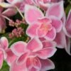 Double Delights Stargazer Hydrangea - 3 Gallon Pot 1 Double Delights Stargazer Hydrangea - 3 Gallon Pot -Flowers World Shop Hydrangea Double Delights Stargazer 8