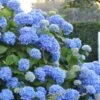 Endless Summer Hydrangea Original - 7 Gallon Pot -Flowers World Shop Hydrangea Endless Summer 500x750 4