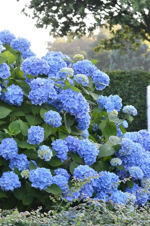 Endless Summer Hydrangea Original - 7 Gallon Pot 3 Endless Summer Hydrangea Original - 7 Gallon Pot