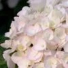 Blushing Bride Endless Summer Hydrangea - 2 Gallon Pot -Flowers World Shop Hydrangea Endless Summer Blushing Bride 500x750 1