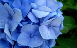 Endless Summer Hydrangea Original - 2 Gallon Pot -Flowers World Shop Hydrangea Endless Summer Closeup 2 2