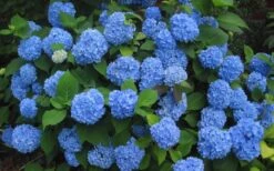 Endless Summer Hydrangea Original - 7 Gallon Pot 13 Endless Summer Hydrangea Original - 7 Gallon Pot -Flowers World Shop Hydrangea Endless Summer Closeup 3 3