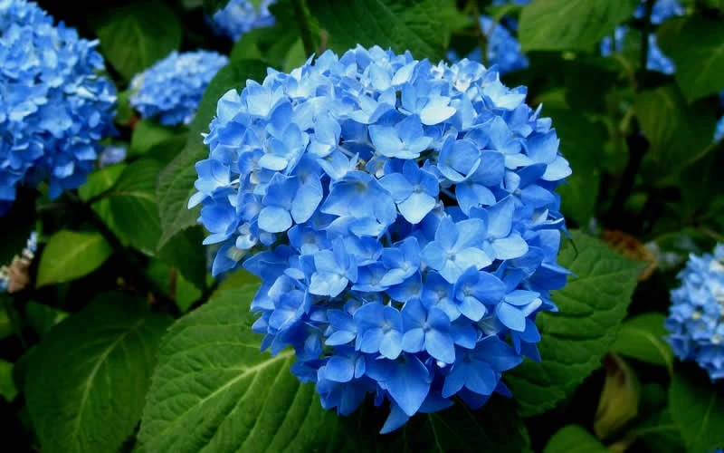 Endless Summer Hydrangea Original - 7 Gallon Pot 9 Endless Summer Hydrangea Original - 7 Gallon Pot - Image 7