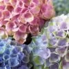 Everlasting Revolution Hydrangea - 3 Gallon Pot -Flowers World Shop Hydrangea Everlasting Revolution 1 1