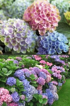 Everlasting Revolution Hydrangea - 3 Gallon Pot -Flowers World Shop Hydrangea Everlasting Revolution 2 1