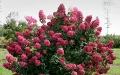Fire Light Hydrangea - Single Trunk Topiary Tree - 5 Gallon Pot -Flowers World Shop Hydrangea Fire Light 1
