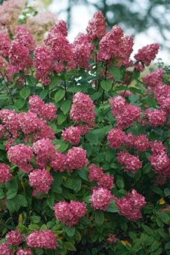 Fire Light Hydrangea - Single Trunk Topiary Tree - 5 Gallon Pot -Flowers World Shop Hydrangea Fire Light 2