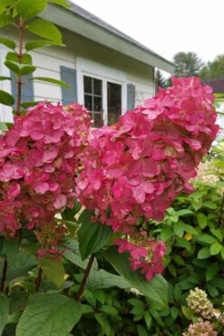 Fire Light Hydrangea - Single Trunk Topiary Tree - 5 Gallon Pot -Flowers World Shop Hydrangea Fire Light 3