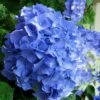 Glory Blue Hydrangea - 1 Gallon Pot -Flowers World Shop Hydrangea Glory Blue 10 1