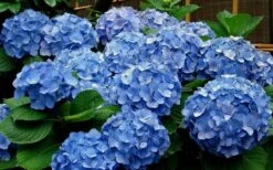 Glory Blue Hydrangea - 1 Gallon Pot -Flowers World Shop Hydrangea Glory Blue 11 1