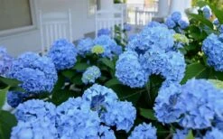 Nikko Blue Hydrangea - 2 Gallon Pot -Flowers World Shop Hydrangea Glory Blue Shrub 2 2