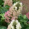 Jetstream Oakleaf Hydrangea - 3 Gallon Pot -Flowers World Shop Hydrangea Jetstream