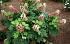 Jetstream Oakleaf Hydrangea - 3 Gallon Pot -Flowers World Shop Hydrangea Jetstream 5