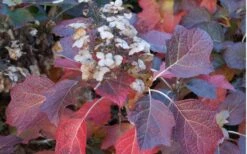 Jetstream Oakleaf Hydrangea - 3 Gallon Pot -Flowers World Shop Hydrangea Jetstream 6