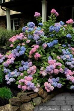L.A. Dreamin' Hydrangea - 2 Gallon Pot -Flowers World Shop Hydrangea LA Dreamin 5 1