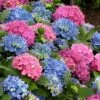 L.A. Dreamin' Hydrangea - 2 Gallon Pot -Flowers World Shop Hydrangea LA Dreamin 500x750 2