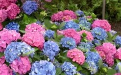 L.A. Dreamin' Hydrangea - 2 Gallon Pot -Flowers World Shop Hydrangea LA Dreamin Blooms 1
