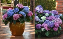 L.A. Dreamin' Hydrangea - 2 Gallon Pot -Flowers World Shop Hydrangea LA Dreamin Blooms 2 1