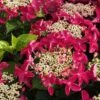 Lady In Red Hydrangea - 3 Gallon Pot -Flowers World Shop Hydrangea Lady in Red 500x750 1