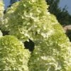 Limelight PeeGee Hydrangea - 2.5 Gallon Pot 1 Limelight PeeGee Hydrangea - 2.5 Gallon Pot -Flowers World Shop Hydrangea Limelight 101 2