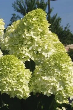 Limelight PeeGee Hydrangea - 7 Gallon Pot (3-4') -Flowers World Shop Hydrangea Limelight 101