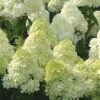 Limelight PeeGee Hydrangea - 7 Gallon Pot (3-4') -Flowers World Shop Hydrangea Limelight 107