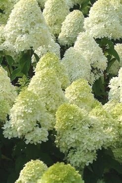 Limelight PeeGee Hydrangea - 2.5 Gallon Pot -Flowers World Shop Hydrangea Limelight 107 2