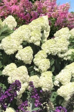 Limelight PeeGee Hydrangea - 3 Gallon Pot -Flowers World Shop Hydrangea Limelight 110 1