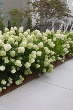Limelight PeeGee Hydrangea - 6 Pack Of 1 Gallon Pots 15 Limelight PeeGee Hydrangea - 6 Pack Of 1 Gallon Pots -Flowers World Shop Hydrangea Limelight 20 1