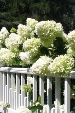Limelight PeeGee Hydrangea - 7 Gallon Pot (3-4') -Flowers World Shop Hydrangea Limelight 21