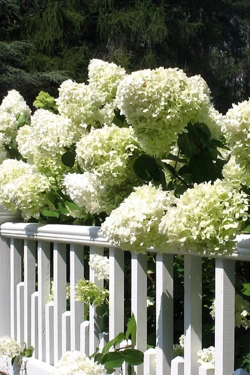 Limelight PeeGee Hydrangea - 6 Pack Of 1 Gallon Pots 7 Limelight PeeGee Hydrangea - 6 Pack Of 1 Gallon Pots - Image 5