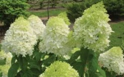 Limelight PeeGee Hydrangea - 1 Gallon Pot -Flowers World Shop Hydrangea Limelight Flowers
