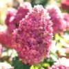Limelight Prime Hydrangea - 3 Gallon Pot -Flowers World Shop Hydrangea Limelight Prime 3
