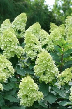 Limelight Prime Hydrangea - 2 Gallon Pot -Flowers World Shop Hydrangea Limelight Prime 4 1