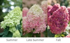 Limelight Prime Hydrangea - 2 Gallon Pot -Flowers World Shop Hydrangea Limelight Prime 6 1