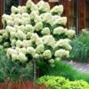 Limelight PeeGee Hydrangea - Single Trunk Topiary Tree - 5 Gallon Pot 2 Limelight PeeGee Hydrangea - Single Trunk Topiary Tree - 5 Gallon Pot -Flowers World Shop Hydrangea Limelight Standard Tree Form 2