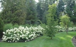 Limelight PeeGee Hydrangea - 3 Gallon Pot -Flowers World Shop Hydrangea Limelight hedge natural 2