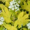 Little Honey Oakleaf Hydrangea - 1 Gallon Pot 1 Little Honey Oakleaf Hydrangea - 1 Gallon Pot -Flowers World Shop Hydrangea Little Honey 1
