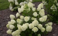 Little Lime Hydrangea - 2 Gallon Pot -Flowers World Shop Hydrangea Little Lime 1