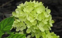 Little Lime Hydrangea - 3 Gallon Pot -Flowers World Shop Hydrangea Little Lime 3