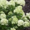 Little Lime Hydrangea - 1 Gallon Pot -Flowers World Shop Hydrangea Little Lime 500x750 4
