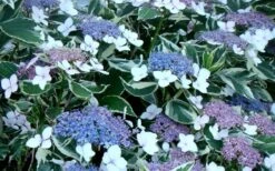Mariesii Variegated Lacecap Hydrangea - 1 Gallon Pot -Flowers World Shop Hydrangea Mariesii Variegated Blooms 1