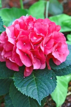 Merritts Supreme Hydrangea - 1 Gallon Pot -Flowers World Shop Hydrangea Merrits Supreme Pink 11 1